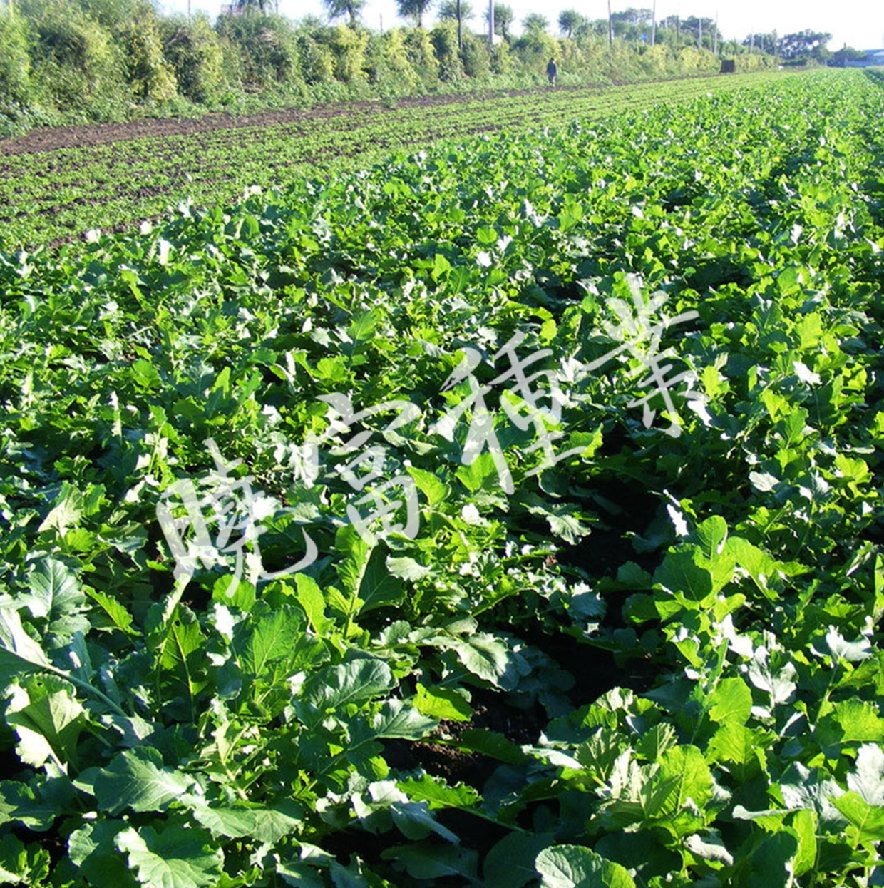 1585789813984431.jpg 06.jpg