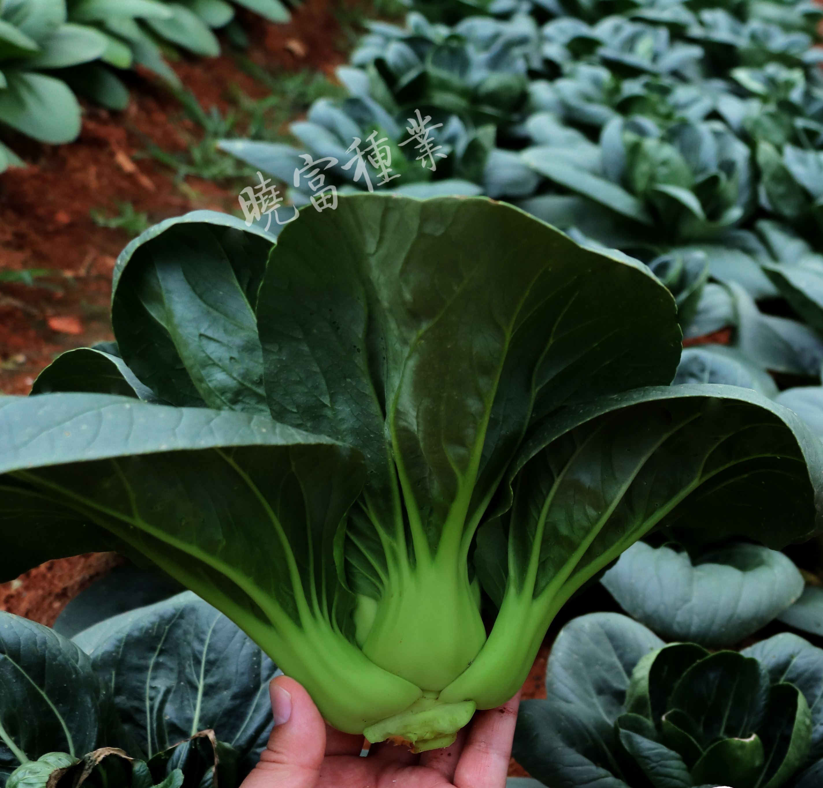 1600249471680114.jpg 02_看圖王.jpg